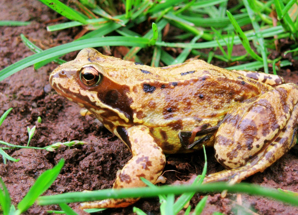 Photograph of Frog Posing in West Bridgford, Nottinghamshire