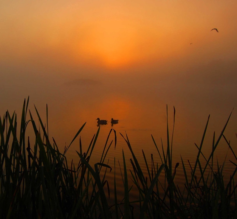 Ducks in the mist