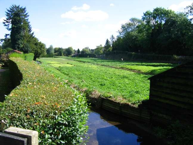 Whitwell's watercress beds, Hertfordshire