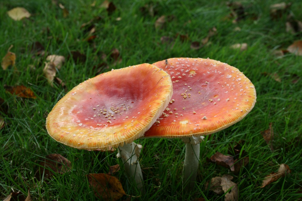 Fungus found in the grounds of Newstead Abbey, Nottinghamshire