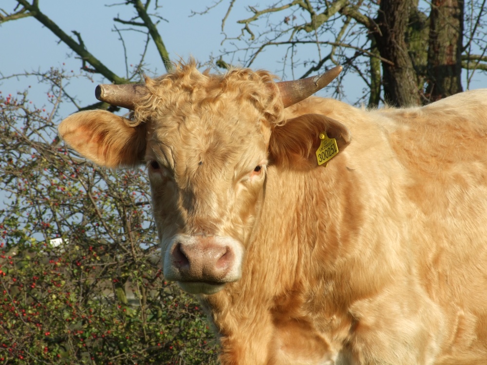 Bullock near the River Soar, Leicestershire