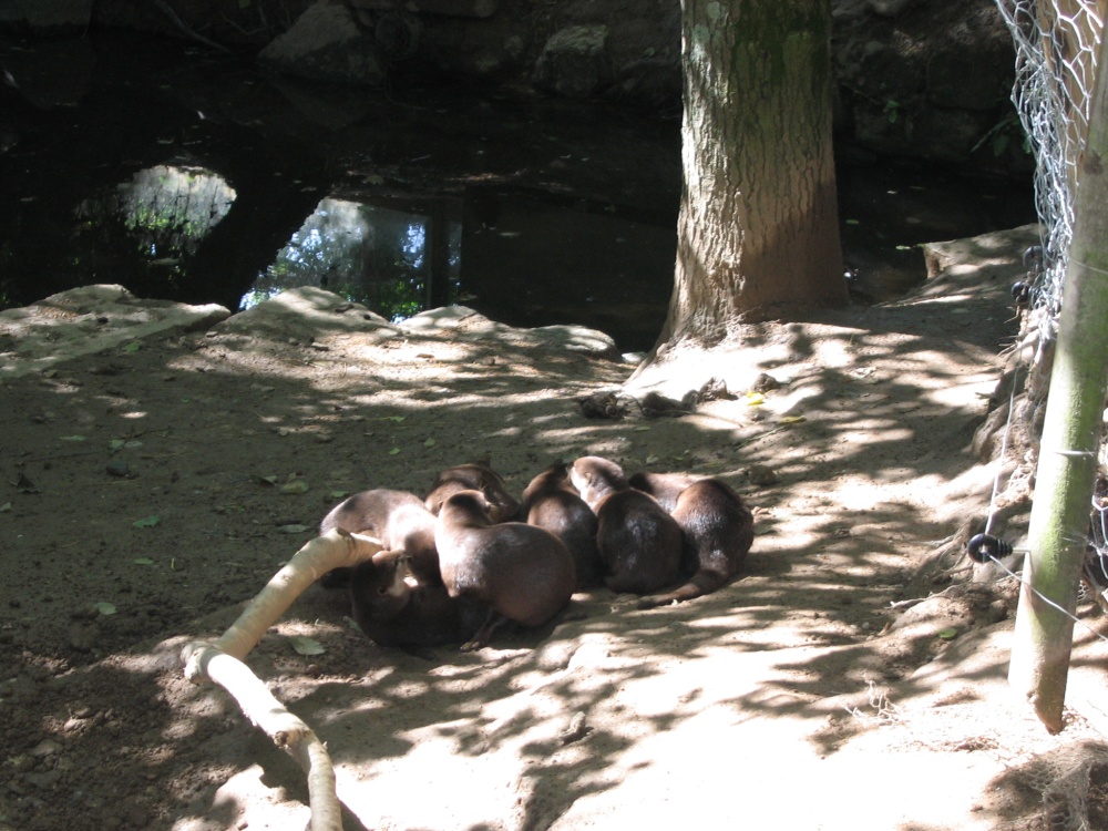 Otters at Newquay Zoo, Cornwall