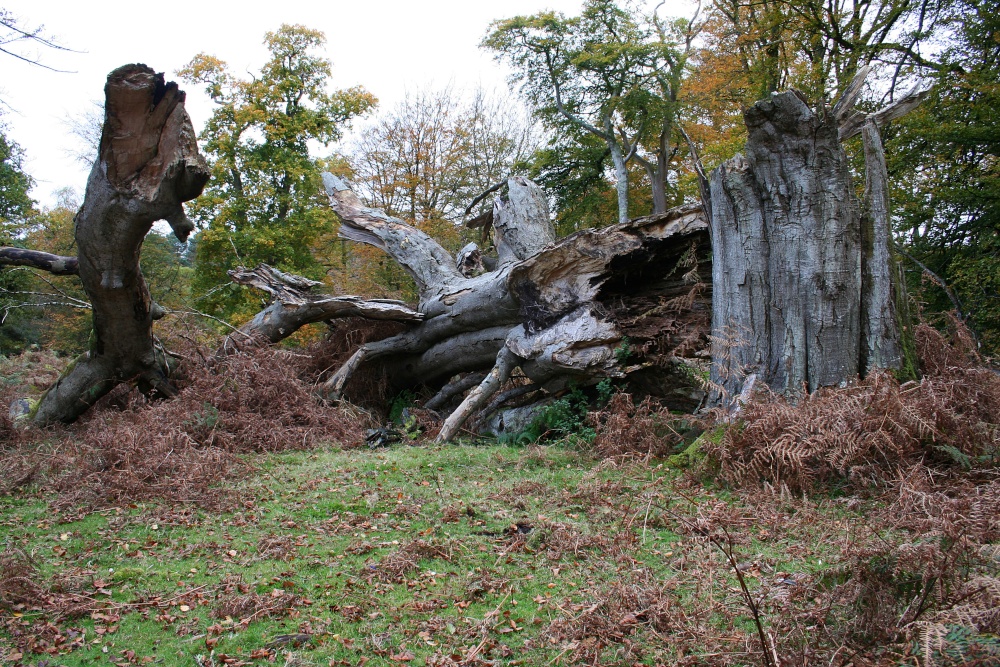 Autumn in the New Forest, Hampshire