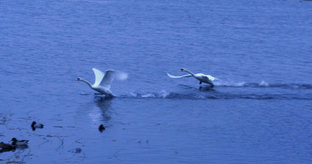 Photograph of Swans in Welney, Norfolk