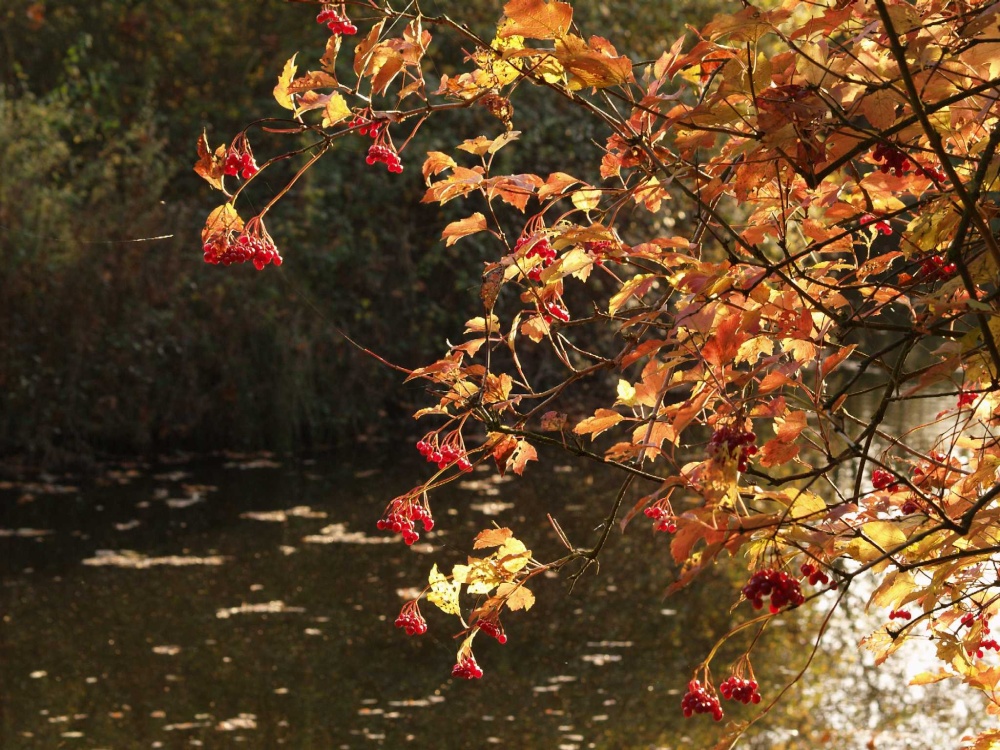 Jubilee fishing lake, Steeple Claydon, Buckinghamshire