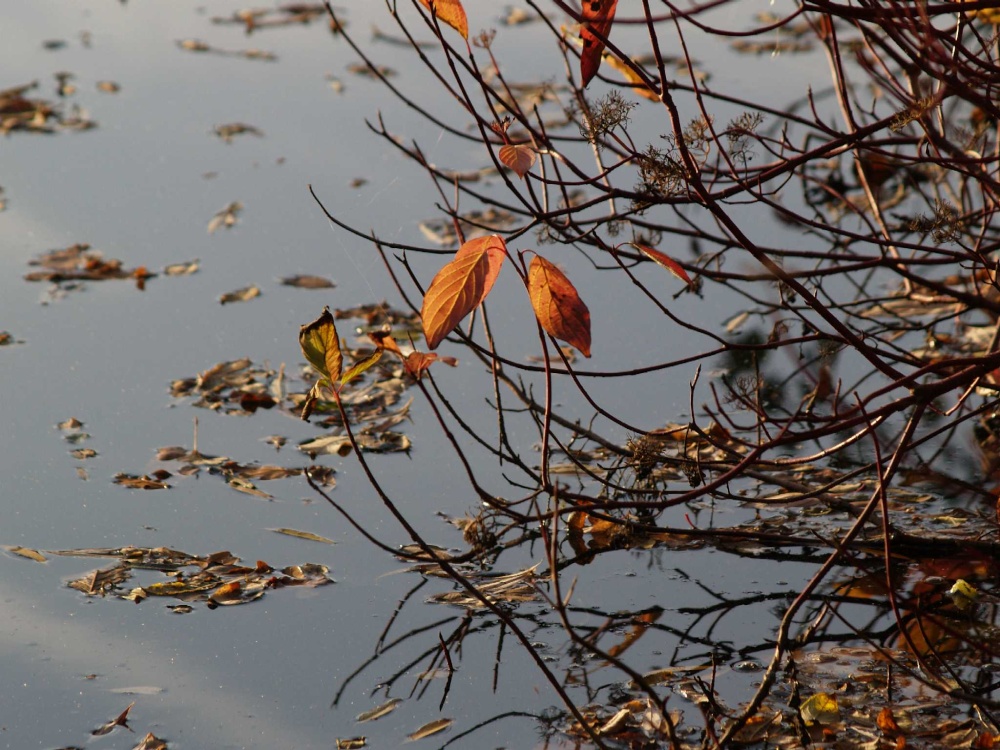 Jubilee fishing lake, Steeple Claydon, Buckinghamshire