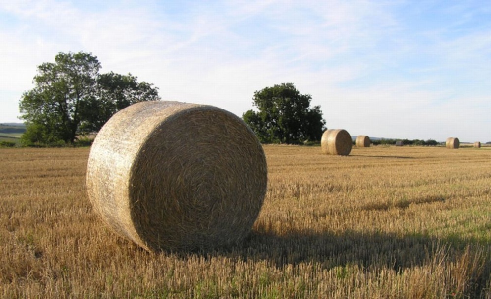 Harvest time on the airfield, Tarrant Rushton, Dorset