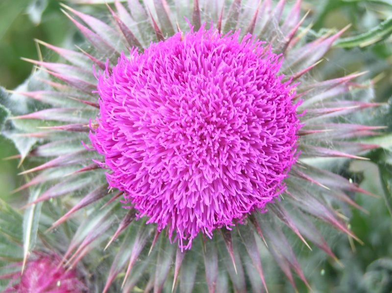 Spear Thistle, Tarrant Rushton, Dorset