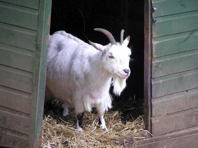 Happy goat! photo by Jennie Peters