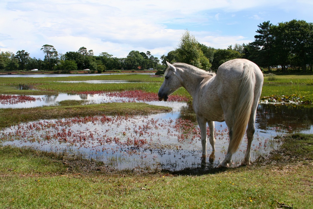 Hatchet Pond, The New Forest, Hampshire