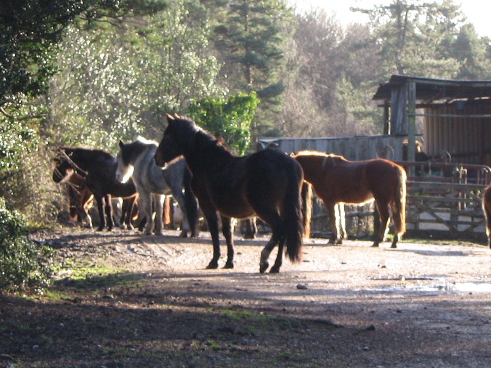 Nomansland - New Forest