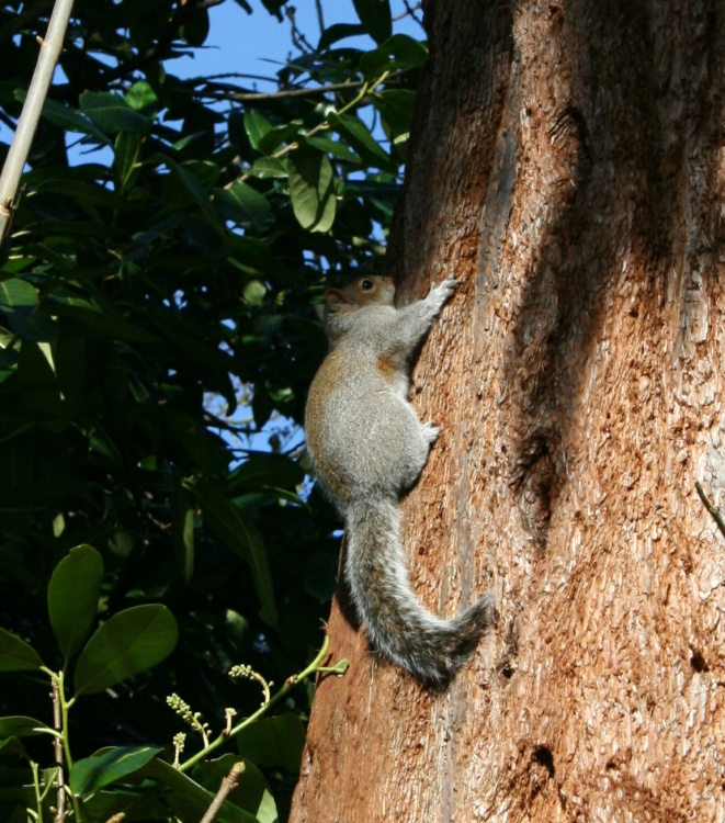 A Grey Squirrel at Nidd Hall, Yorkshire.