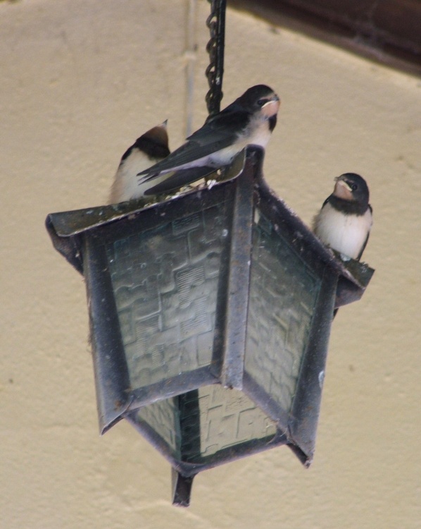 Nesting time, Aysgarth, North Yorkshire