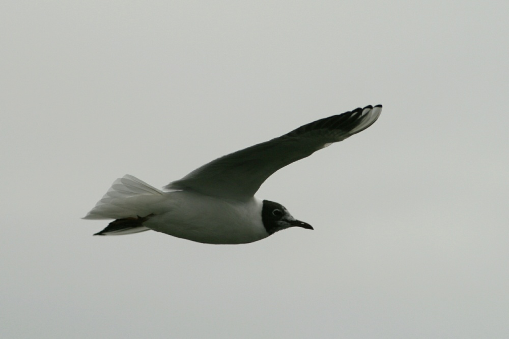 Black Headed Gull.  Herrington Country Park. Sunderland.