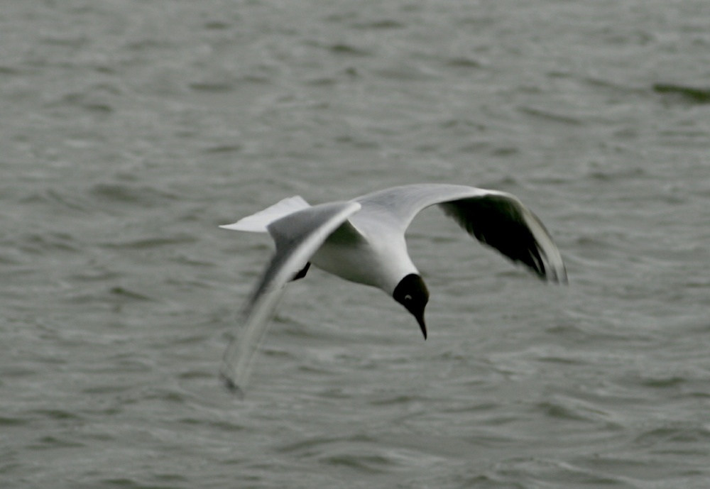 Black Headed Gull.  Herrington Country Park. Sunderland.