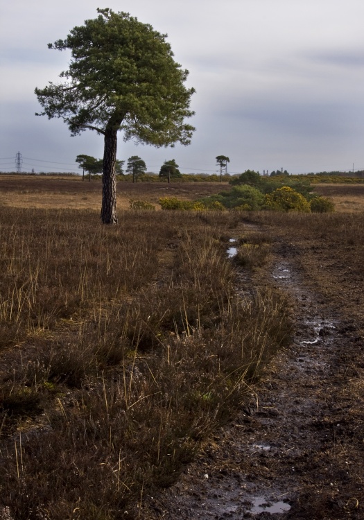 New Forest