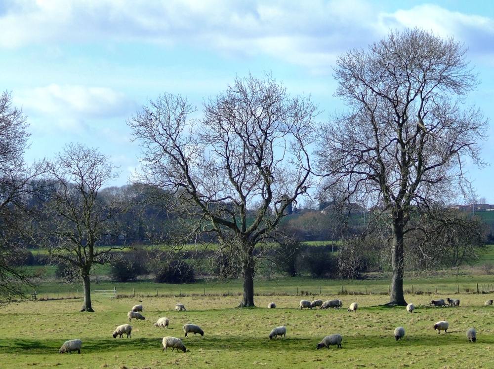 Rural scene at Sutton, near Peterborough.