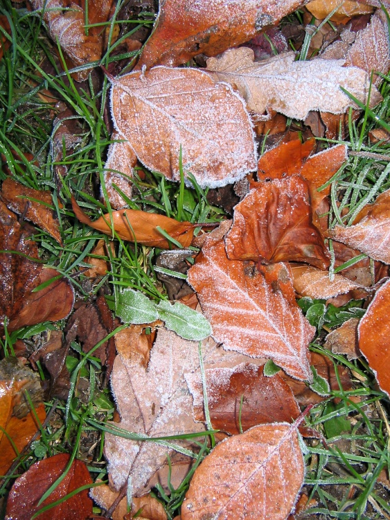 Leaves in the frost.