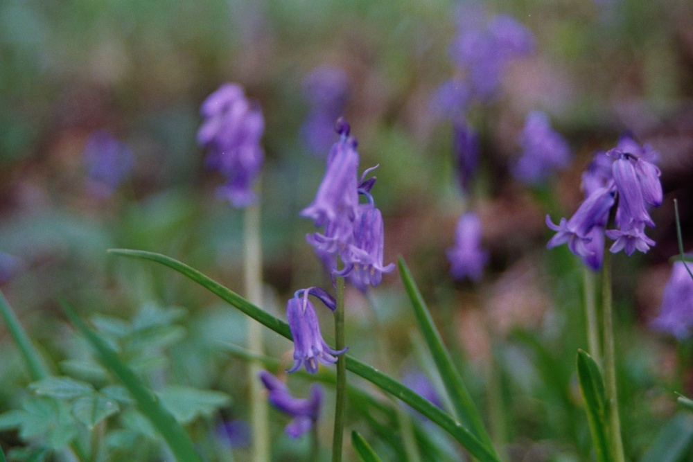 Bluebells on the shore of Windermere.