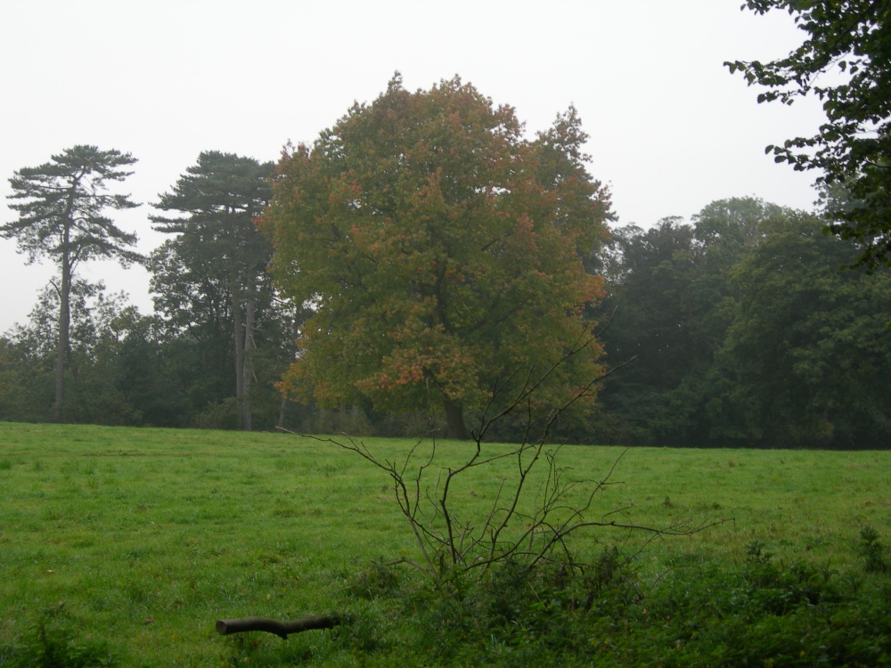 Mum's Tree