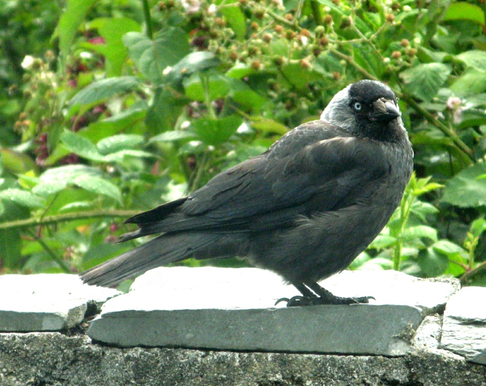 Jackdaw at Hammerbank, Windermere.