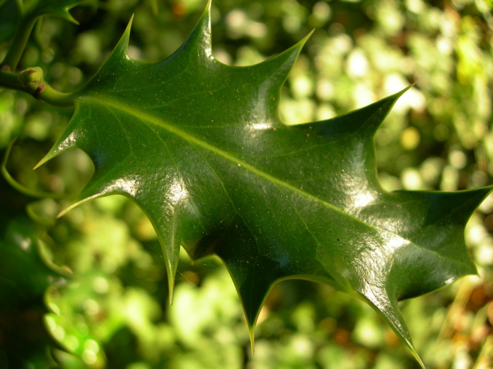 Holly Leaf