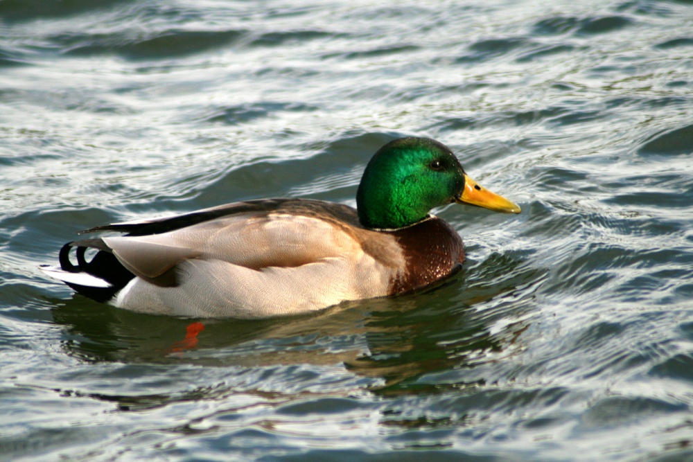 Mallard Drake, Herrington Country Park.