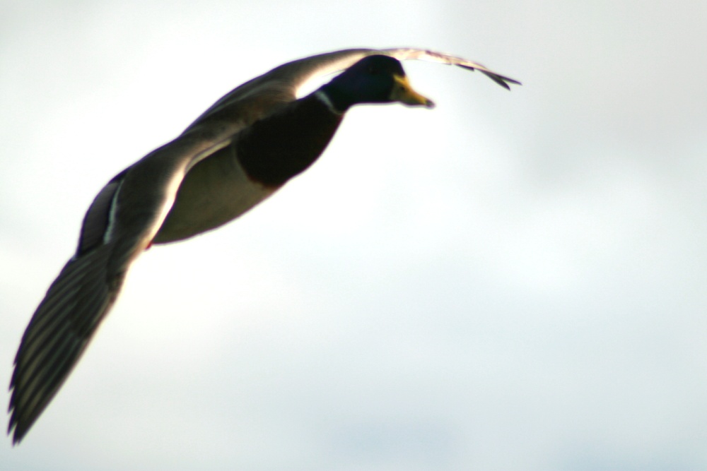 Mallard in Flight.