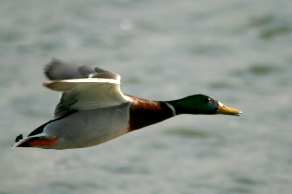 Mallard fly pass.