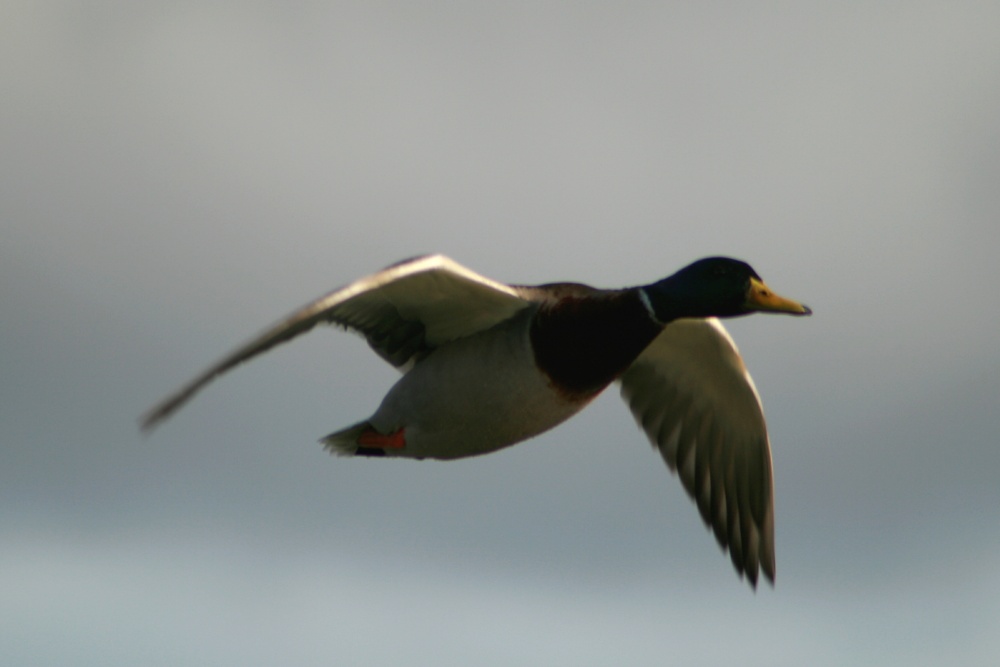 Mallard in flight.