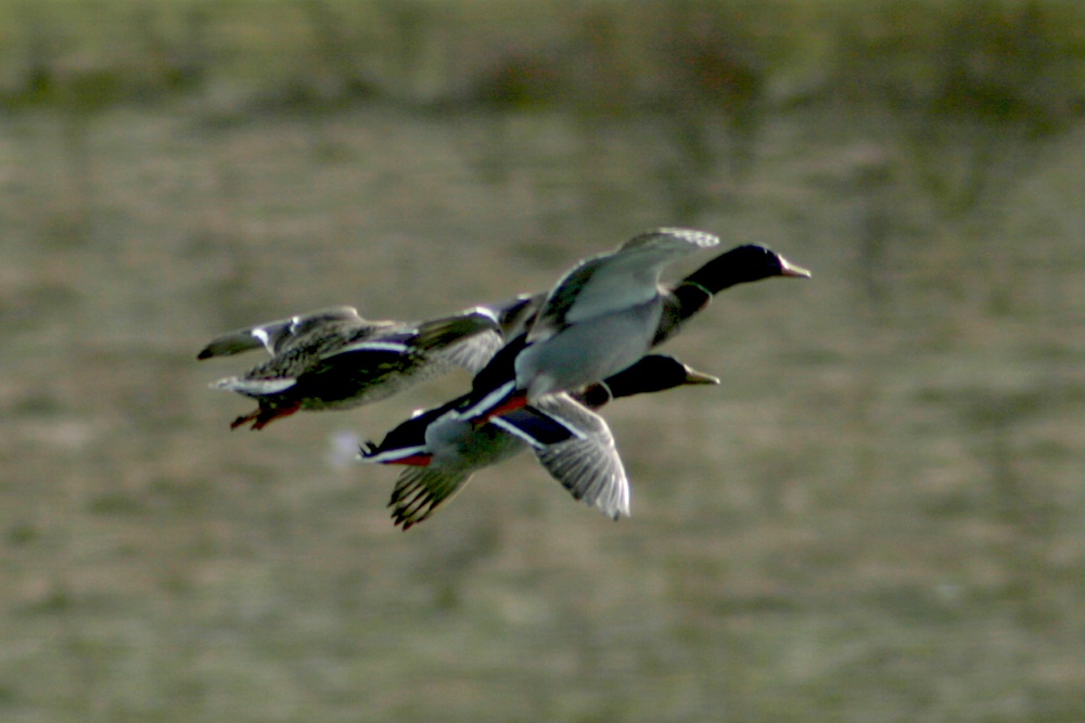 Mallard in flight over Herrington Ponds.