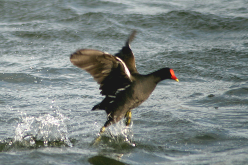 Moorhen over Herrington Ponds.