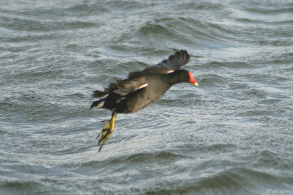 Moorhen over Herrington Ponds.