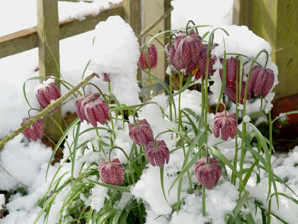 Snake's Head Fritillaries, Steeple Claydon, Bucks. Snow on 6th April 2008.