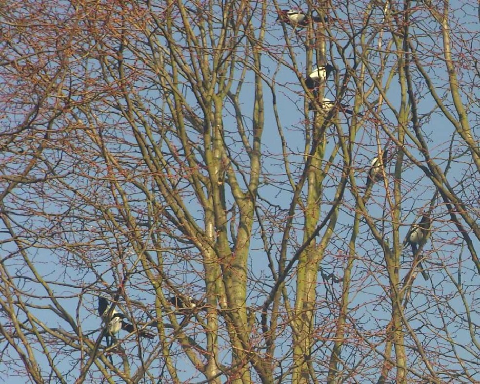 Wildlife, Worksop, Nottinghamshire