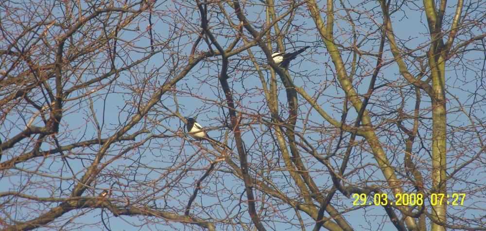 Magpies, Worksop, Nottinghamshire