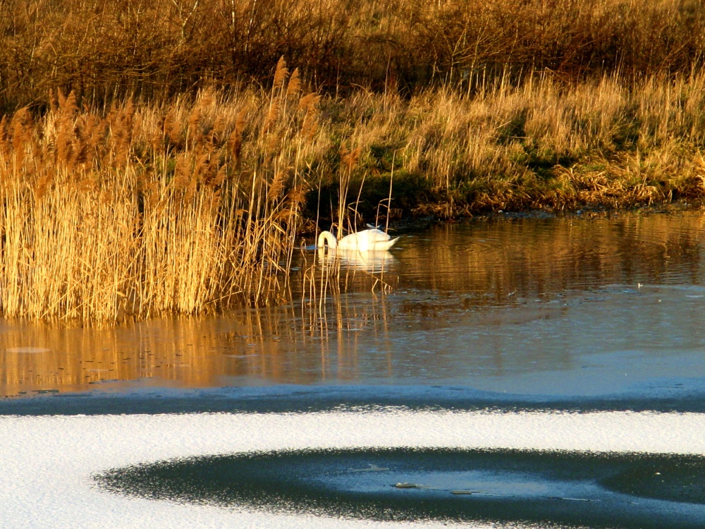 Evening meal, Herrington Country Park.