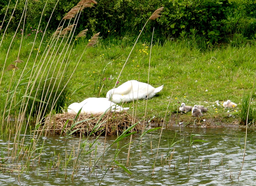 Afternoon nap, swans at Herrington Country Park.