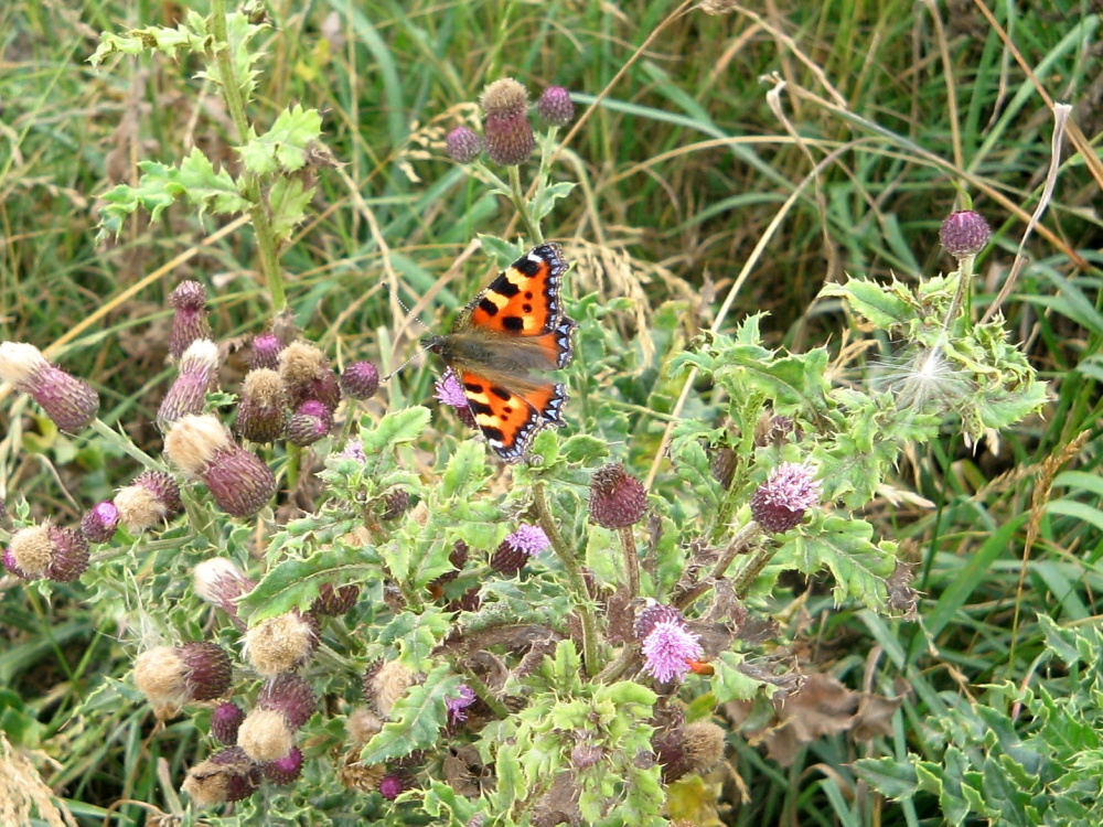 Small Tortoiseshell, on the  Coastal Path, Whitburn, Tyne and Wear