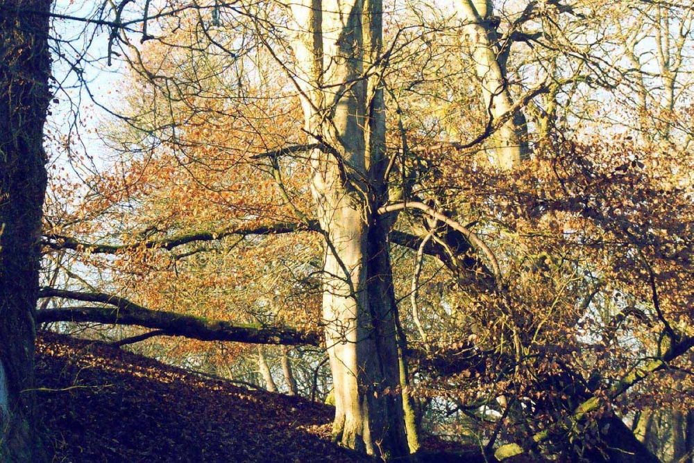 Fonthill tree