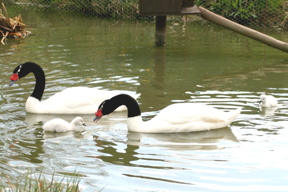 Black-necked Swans with chick.