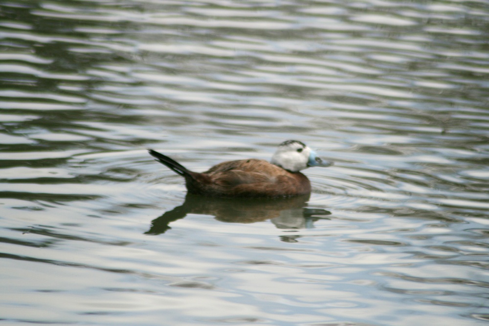 White Headed Duck.