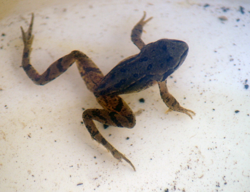 Common Frog.