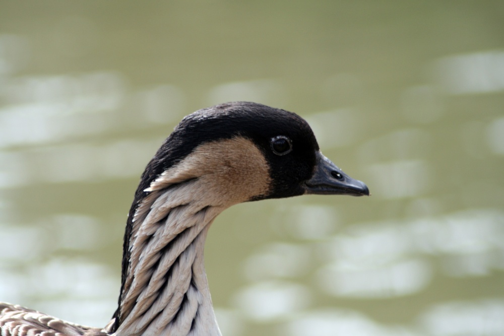 Nene or Hawaiian Goose