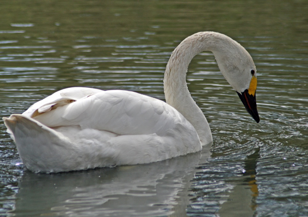 Bewick's Swan