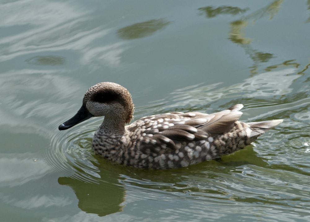 Marbled Teal, Washington Wetlands Centre, Tyne & Wear.