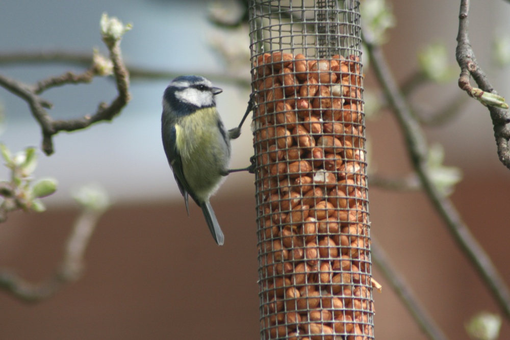 Blue Tit.