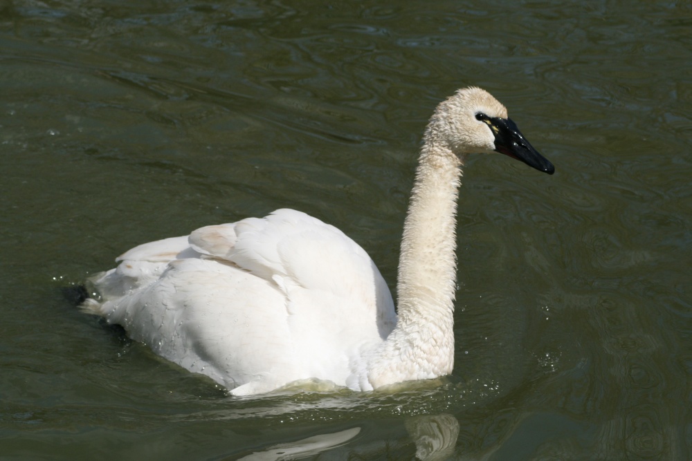 Trumpeter Swan at Washington Wetland Centre. Tyne and Wear