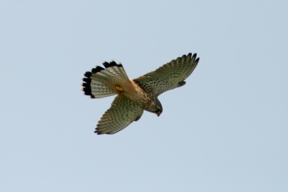 Photograph of Kestrel Hunting