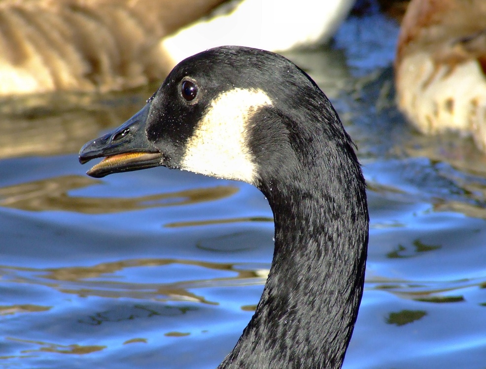 Canada goose